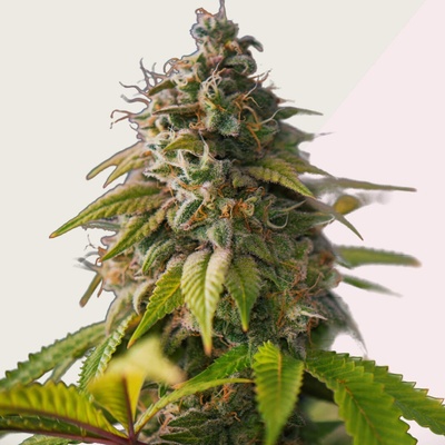Kera Seeds OG Kush semienka neobsahujú THC 10 ks