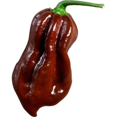Need For Seed Chilli Habanero Chocolate semena 10 ks