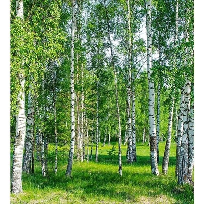 Dimex MS-3-0100 vliesová fototapeta na zeď Březový háj rozměry 225 x 250 cm