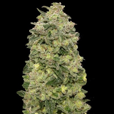 Advanced Seeds Auto Afghan Skunk 1ks semienka neobsahujú THC