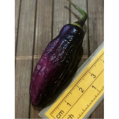 Pimenta de Neyde 20-c6-21-2 (chilli semena) 1 ks