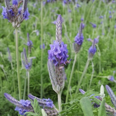 levandule-online.cz Kanárská Madeirská levandule Lavandula pinnata RARITA