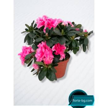 Image 1 of АЗАЛЕЯ