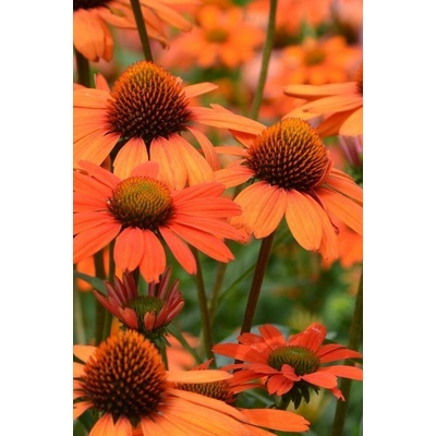 GREENBOSS FLOWER Echinacea 'Papallo Classic Orange' Průměr květináče: 9 až 12 cm
