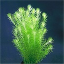 Mayaca fluviatilis