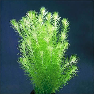Mayaca fluviatilis