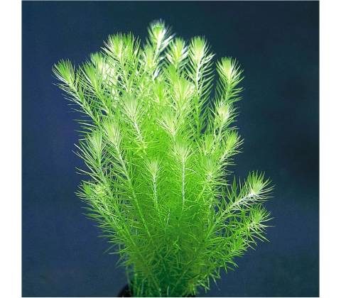 Mayaca fluviatilis