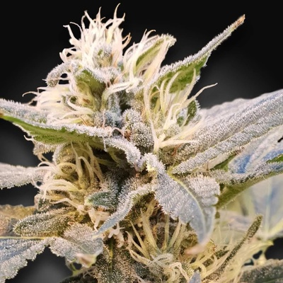 Paradise Seeds CBDelight semena neobsahují THC 5 ks