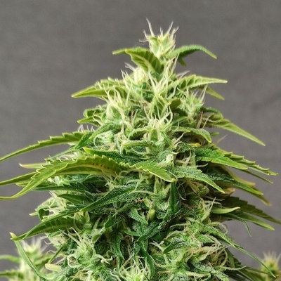 Doctors Choice Chronic Ryder Auto semienka neobsahujú THC 10 ks