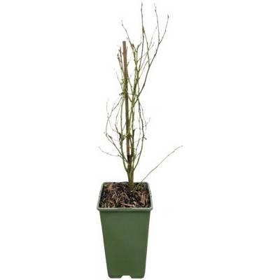 Čučoriedka BIO FloraSelf Bio Vaccinium corymbosum 'PinkBerry'® výška cca 30 cm kvetináč 2 l ružové bobule