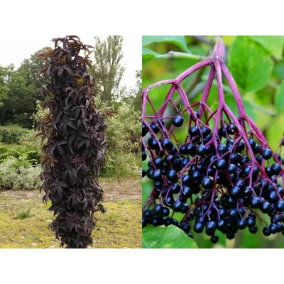 Baza čierna Black Tower, výška 20-40 cm, kvetináč 2 l