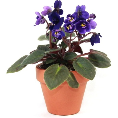 Gardners Saintpaulia mix, průměr 12 cm Africká fialka