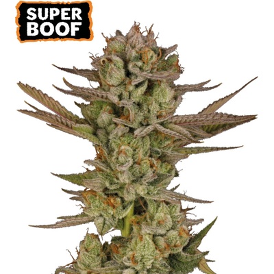 Seedstockers Super Boof semena neobsahují THC 3 ks
