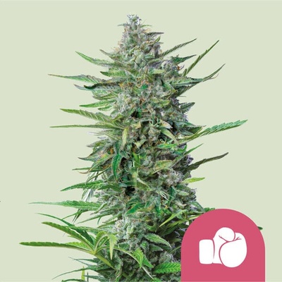 Royal Queen seeds Purple Punch semienka neobsahujú THC 10 ks
