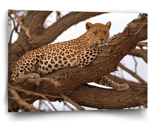 Sablio Obraz Leopard 2 - 60x40 cm