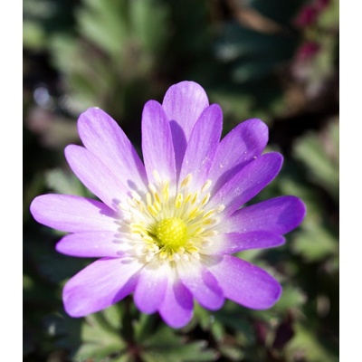 Sasanka vábna Pink Star - Anemone blanda - predaj cibuľovín - 3 ks