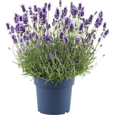 Levandule FloraSelf Lavandula angustifolia 'Hidcote Blue' květináč 5 l