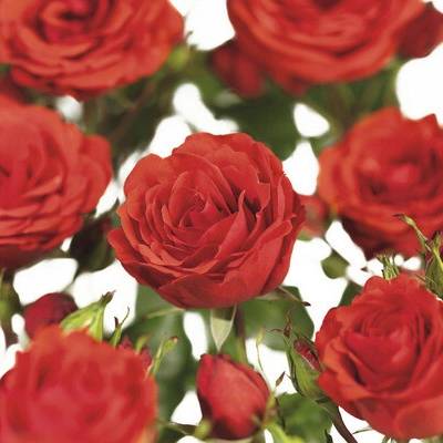 Ruža pnúca COURTYARD® FloraSelf Rosa Jive COURTYARD® 90-110 cm kvetináč 3 l