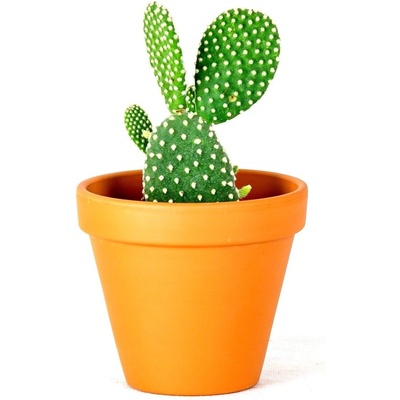 Gardners Opuntia, průměr 6 cm Opuncie, nopál