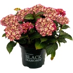 Black Diamond® Midnight Beauty® Red -Black Diamonds® - градинска хортензия