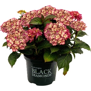 Black Diamond® Midnight Beauty® Red -Black Diamonds® - градинска хортензия