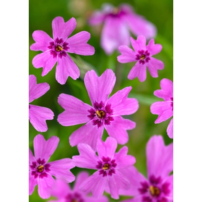 Phlox subulata SAMSON - plamenka šídlovitá, flox