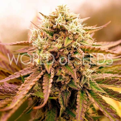 World of Seeds Appalachian Kush Early Harvest semienka neobsahujú THC 12 ks