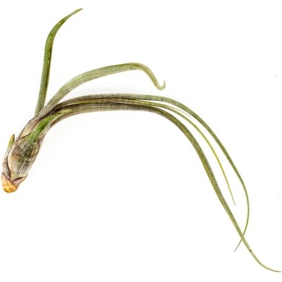 Gardners Tillandsia Bailey Tillandsie, kykatka