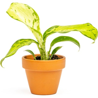 Gardners Dieffenbachia Snow, průměr 6 cm Difenbachie, mramornatka