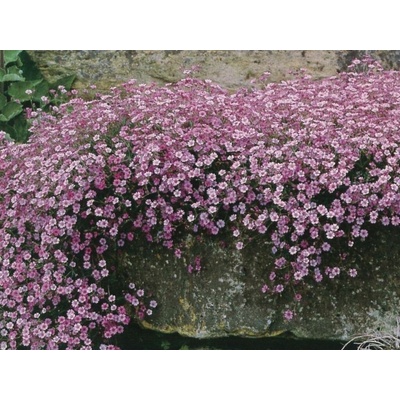Gypsomilka plazivá Rosea