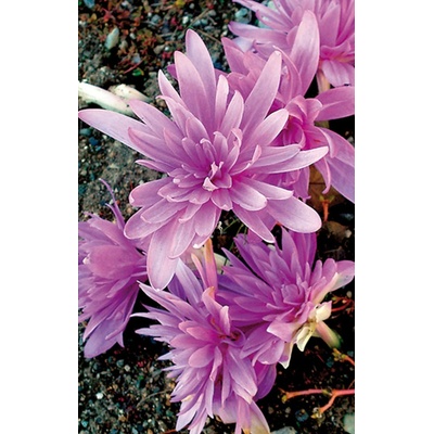 Colchicum WATERLILY - ocún, naháček