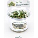 Bucephalandra micrantha Needle Leaf