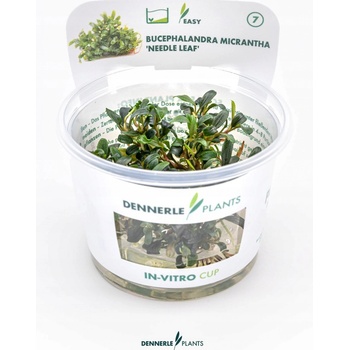 Bucephalandra micrantha Needle Leaf
