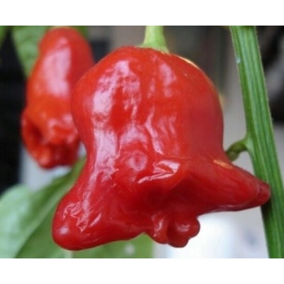 Chilli paprička Rosenchilli