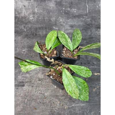 Pěstírna KYTKYshop Hoya silverspots (Cena včetně množícího obalu)