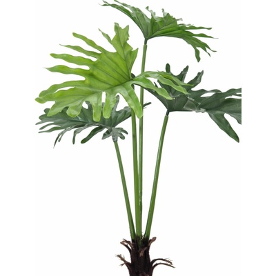Filodendron palma, 120 cm