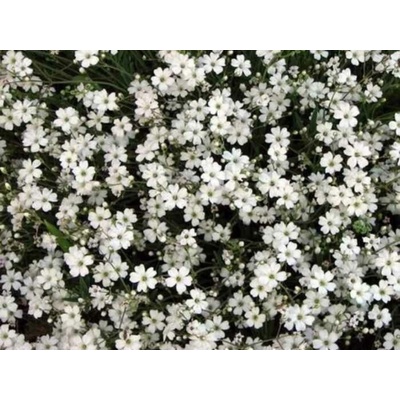 Gypsomilka plazivá White