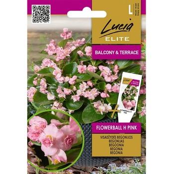 Seklos Бегония Вечноцъфтящата Розова Flowerball F1 / Begonia semperflorens hort