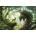 Ravensburger - Puzzle The Forest Dragon Awakens - 3 000 piese