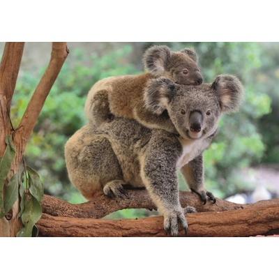Dino KOALA S MLÁĎAŤOM 300 XL