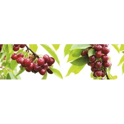 Třešeň zakrslá FloraSelf Bio Prunus avium 'Nadino' kmínek 40 cm celková výška 60-80 cm květináč 7,5 l