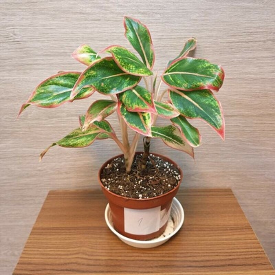 Aglaonema Siam Aurora č1