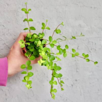 Peperomia Rotundifolia baby