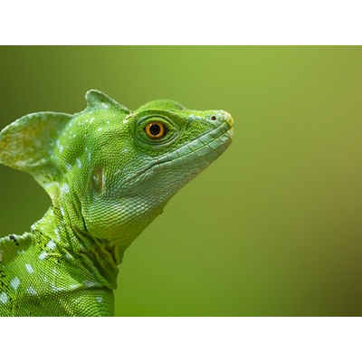 Kurz fotografování zvířat v zoo