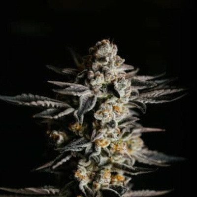 Expert Seeds Amnesia Haze Auto semienka neobsahujú THC 15 ks