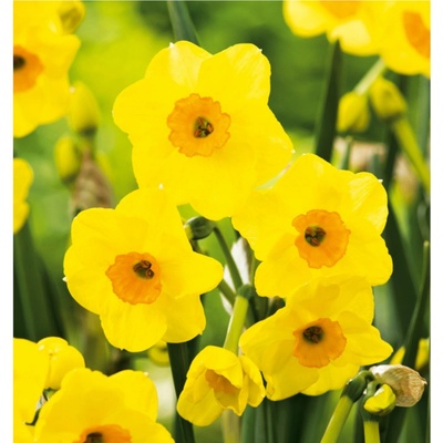 BENEX NARCIS Golden Dawn 3ks