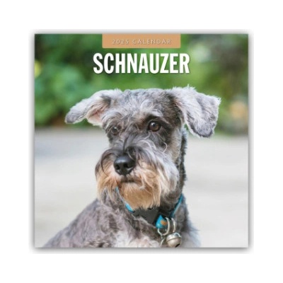 Schnauzer 16-Monats 2025
