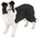 Papo Фигурка Papo Dog and Cat Companions - Бордър коли (54008)