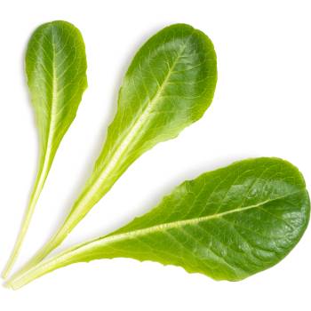 Veritable Вложка за семена Lingot листни зеленчуци римска салата (VLIN-J10-Lai050)