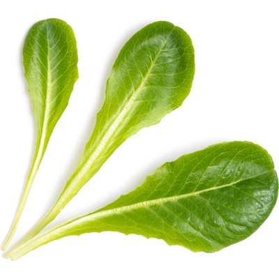 Veritable Вложка за семена Lingot листни зеленчуци римска салата (VLIN-J10-Lai050)